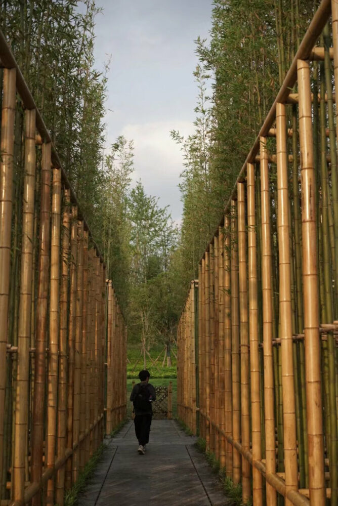 the timber bamboo rows with a stabilizing frame