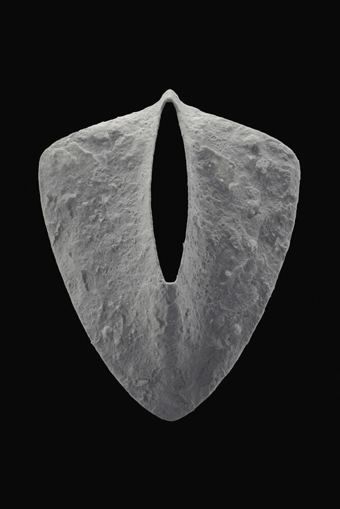 image by Marinó Thorlacius