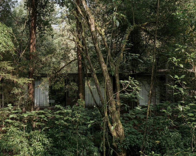 image © Luis Garvan