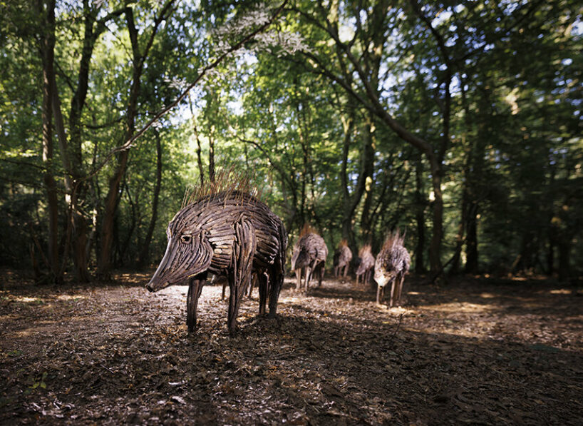 Herd by Ewa Dabrowska
