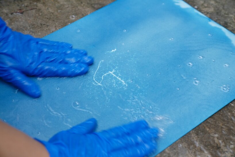 drawing on Anna Atkins’ cyanotype work with seaweed textures