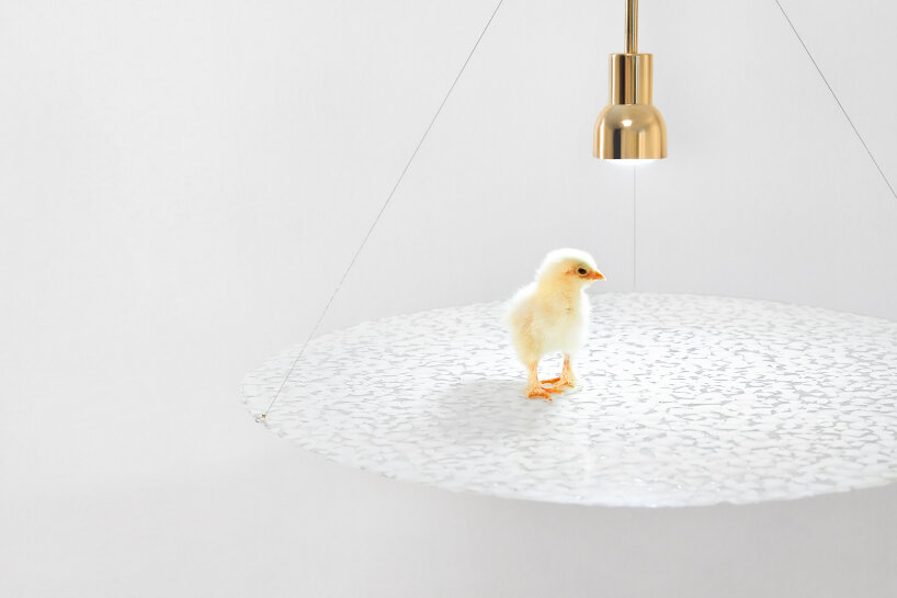 studio yellowdot eggshells light