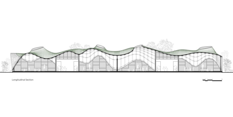 longitudinal section