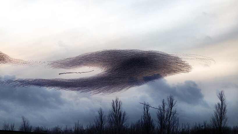 photography series by kathryn cooper maps aerial choreography of starling murmurations - 1