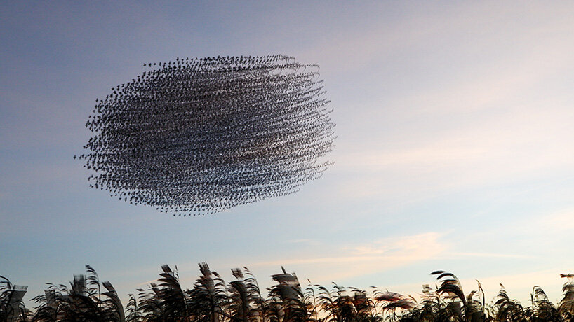 by day starlings disperse across fields to feed