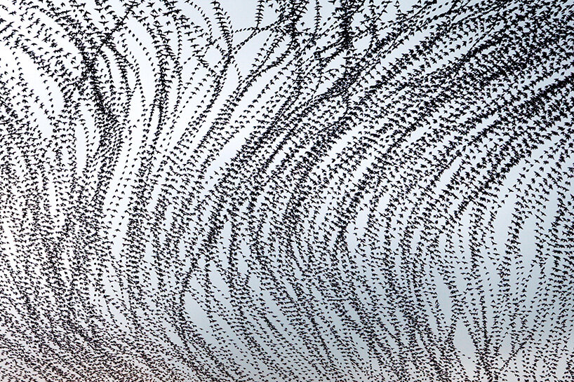 Cooper’s work emphasizes the fluidity and interconnectedness of murmurations