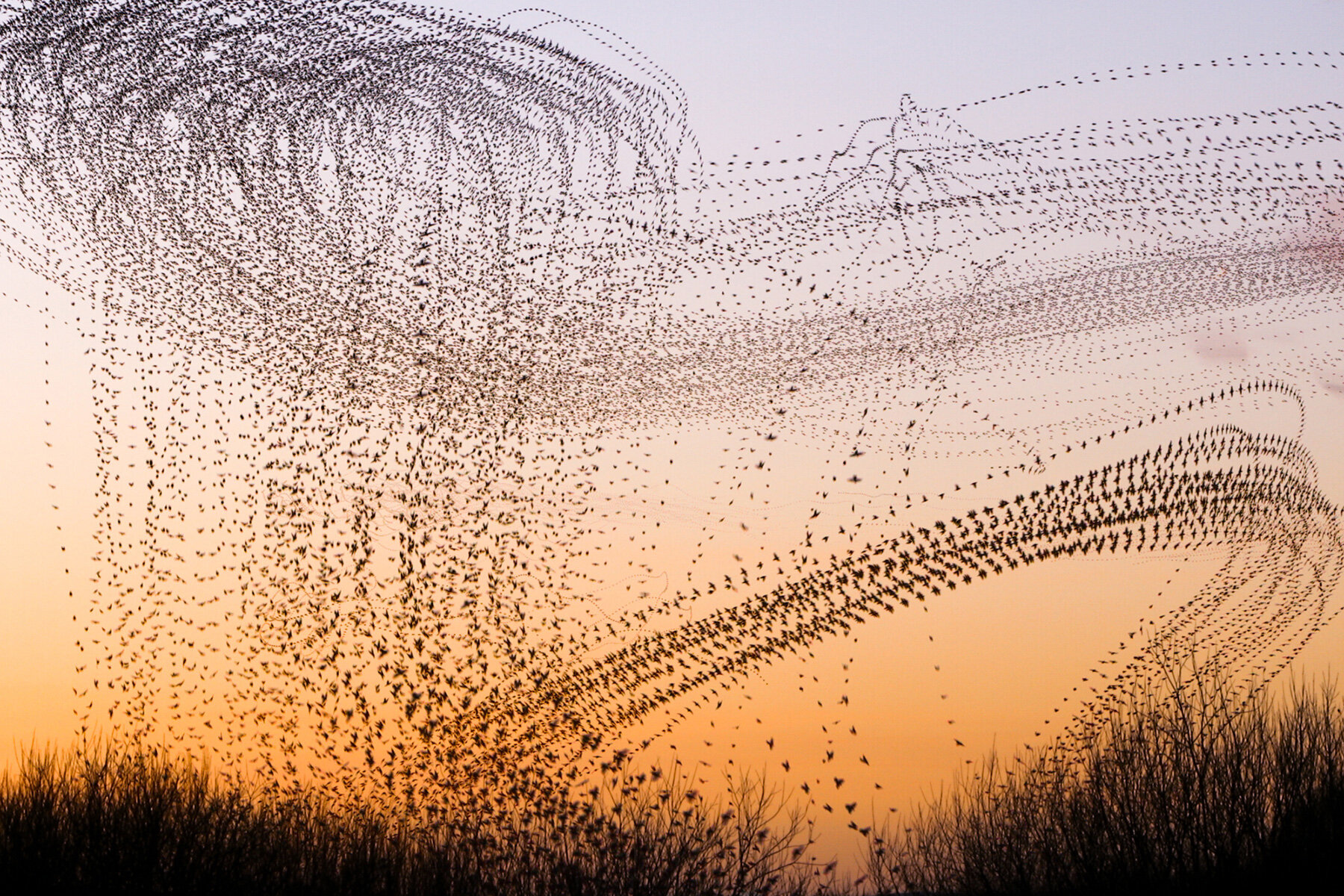 kathryn-cooper-nature-aerial-choreography-starling-murmurations-photography-series-designboom-1800-01