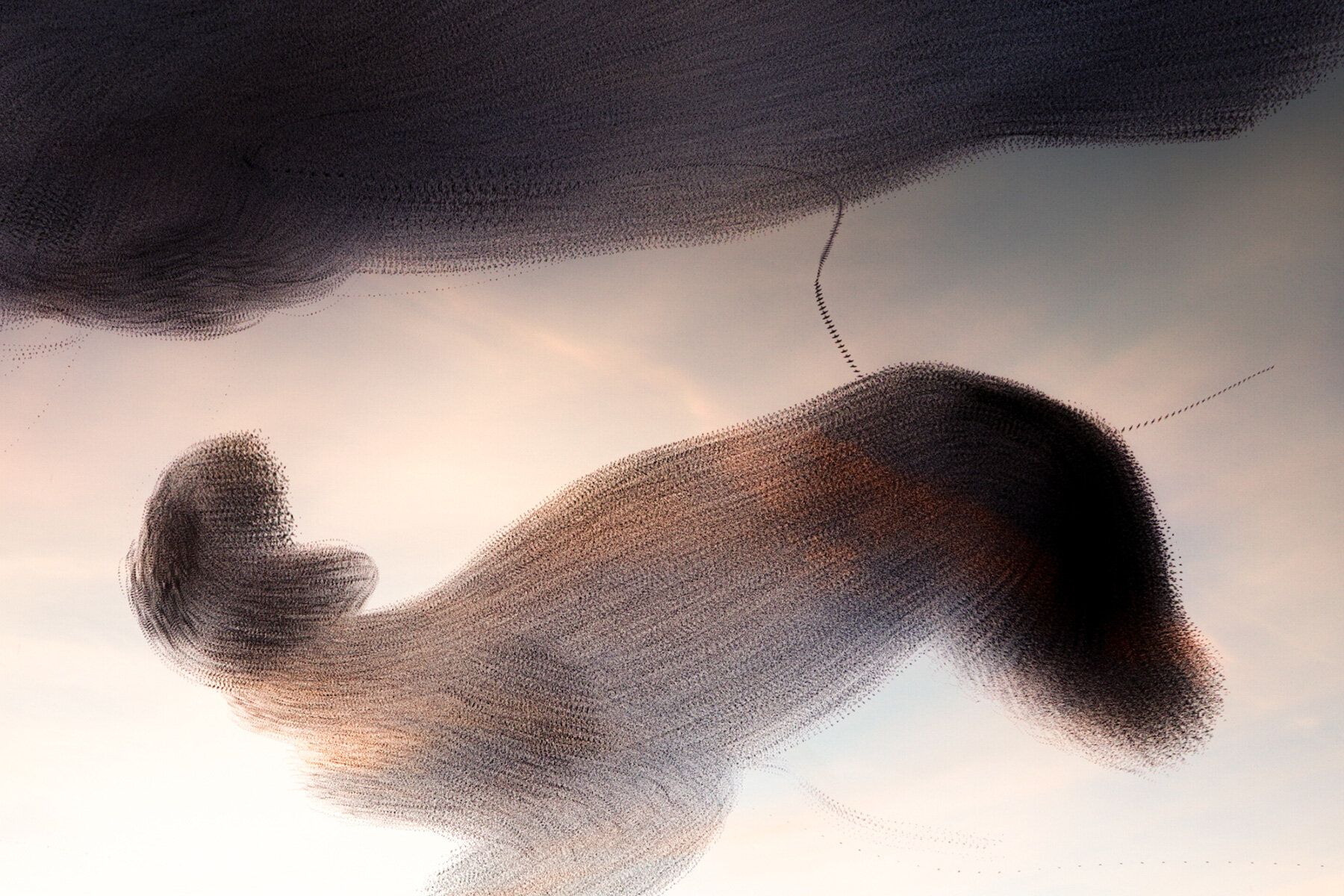 kathryn-cooper-nature-aerial-choreography-starling-murmurations-photography-series-designboom-1800-02