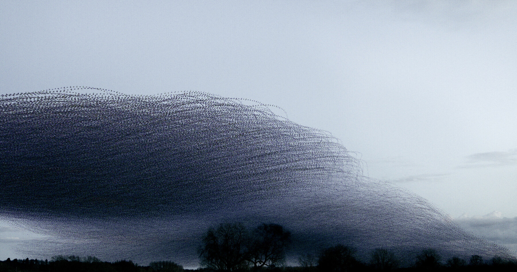 kathryn-cooper-nature-aerial-choreography-starling-murmurations-photography-series-designboom-1800-03