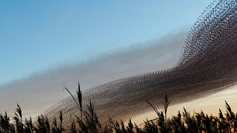 photography series by kathryn cooper maps aerial choreography of starling murmurations - 8