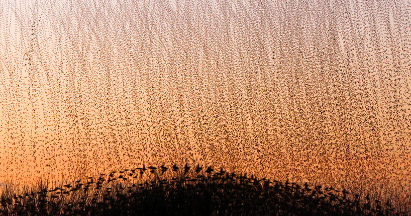 European starlings migrate to the UK from colder regions of northern Europe