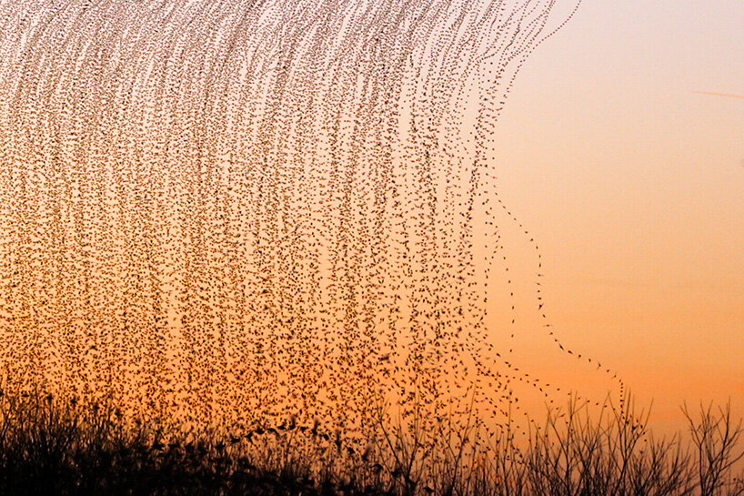 the artist captures successive moments of starling movement and overlays them in a single frame