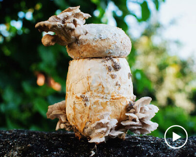 biodegradable urn made from mushroom mycelium assists eco-conscious burial ritual