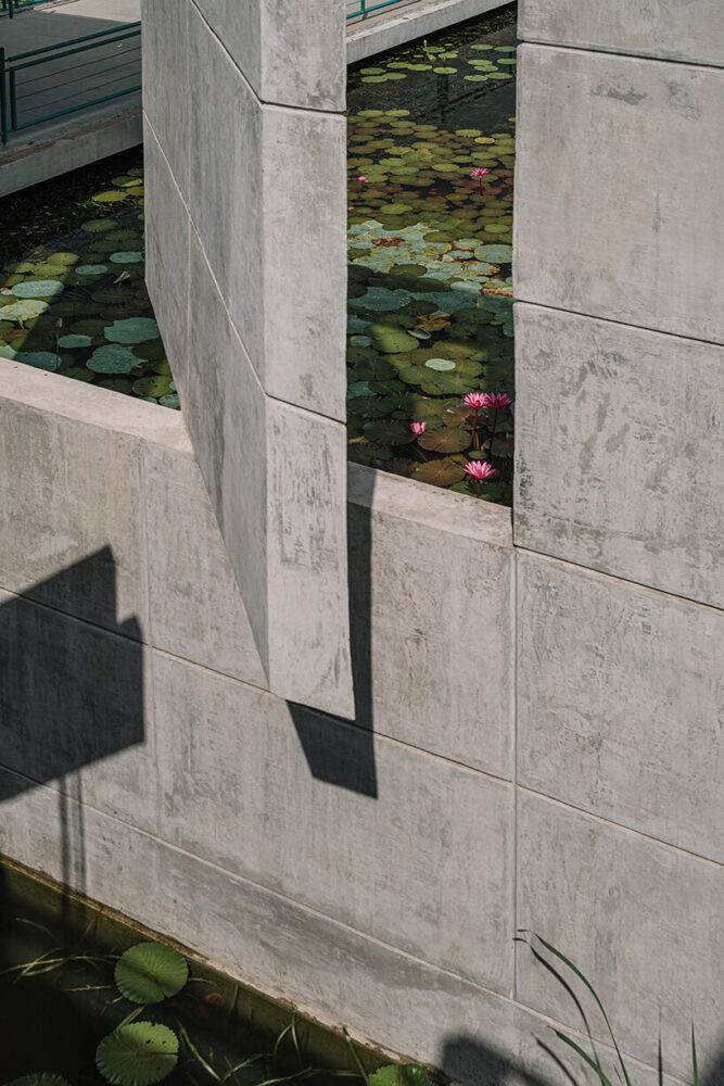 openings frame the flora growing in the pond