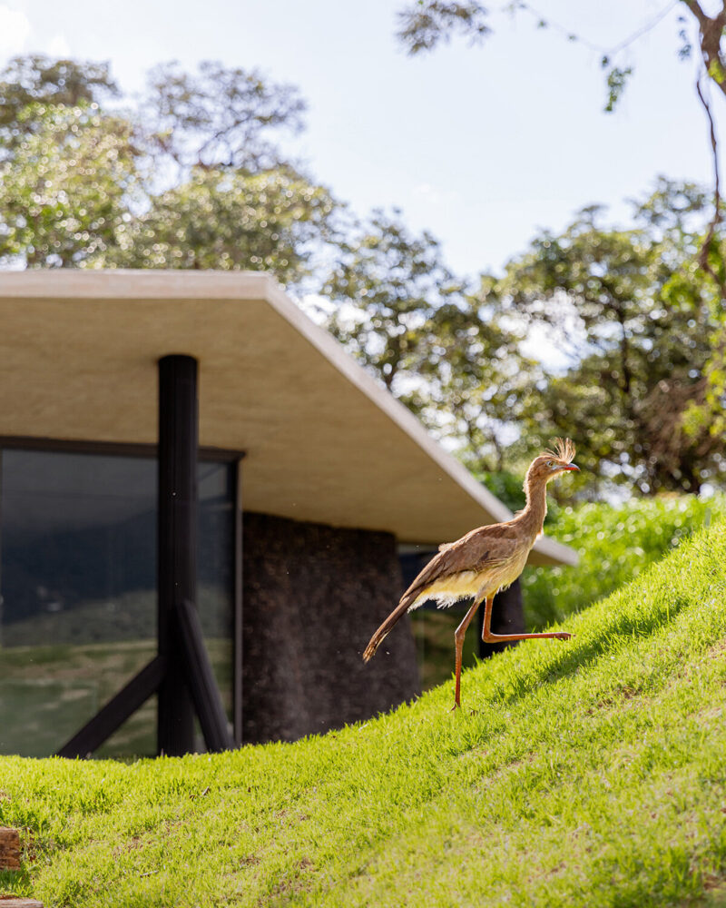 the house was named after seriemas, native birds that freely roam the area