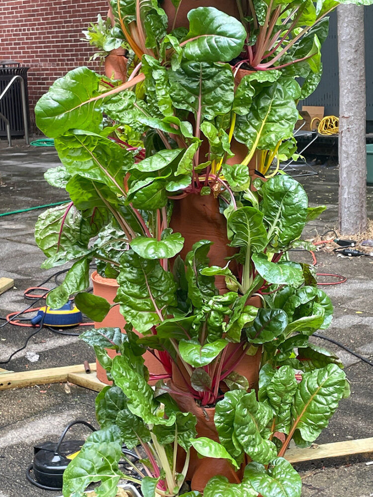 food, sustainability, and design work together 