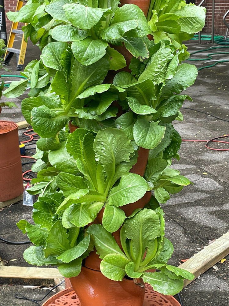 this system grows plants without soil