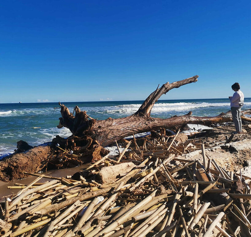 beach in Valencia full of debris dragged by the DANA