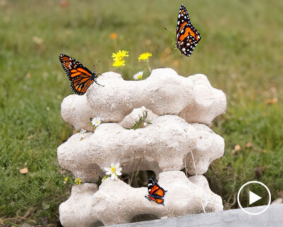 biodegradable modular nest made of eggshells attracts butterflies to city centers