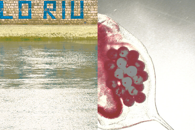 Lo riu és vida [The Ebro is Life], Tortosa, Tarragona. Dieter Ebert, Female Daphnia magna with a Clutch of Asexual Eggs, 2006. Graphic design: Arauna+Paratext