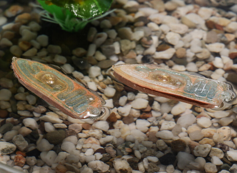 the outer shells of the sensored devices are made using fish food, so they're safe to eat