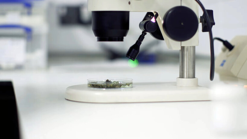 world’s smallest violin