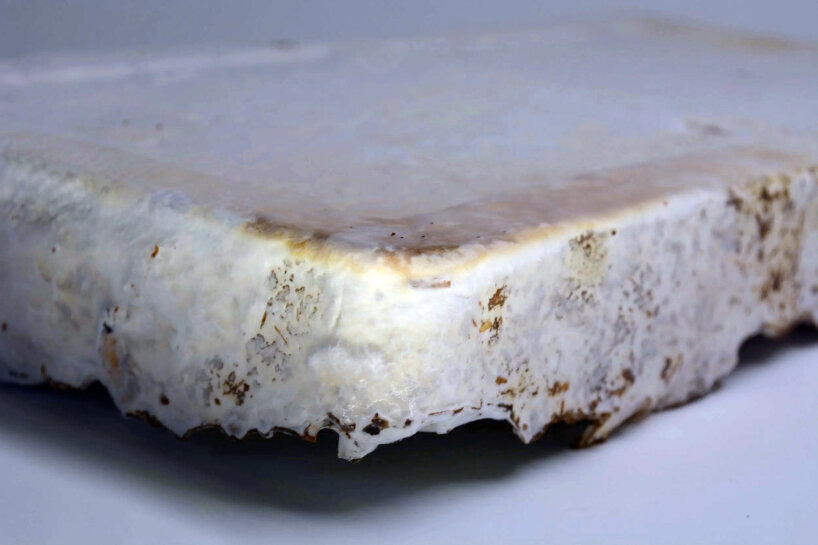 detailed view of the mycelium growth