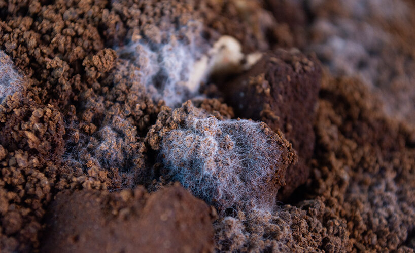 Mycelium growing on coffee ground waste