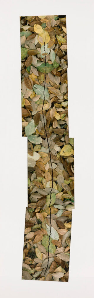 Andy Goldsworthy, Cracked Line through Leaves, 1986. Presented by the Scottish Arts Council 1997. Collection National Galleries of Scotland
