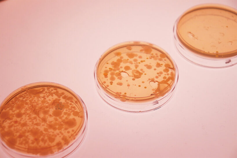cork-based washing vs conventional methods under microbial analysis