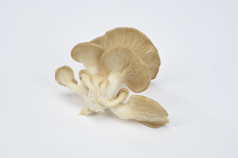 view of the fungi Pleurotus ostreatus