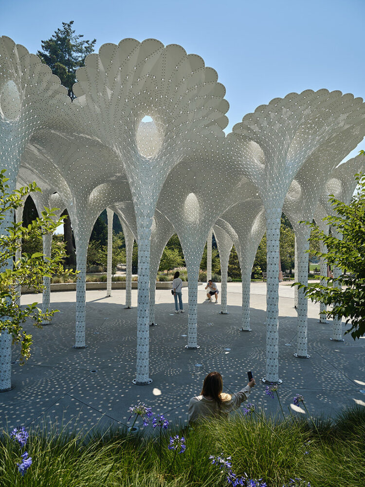 by day, the canopy scatters light into dappled patterns that drift across the ground