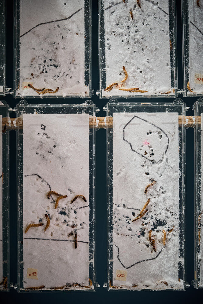 the behaiviors of the worms influence spatial rhythm and material decay rates