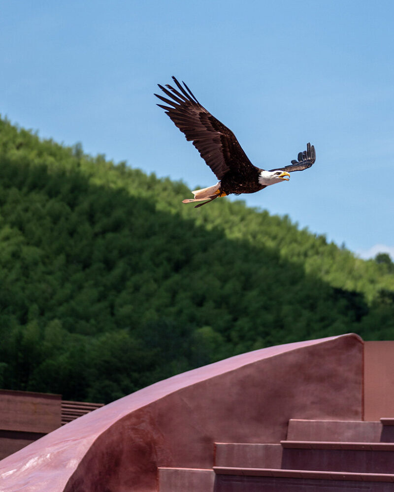 birds are the lead performers