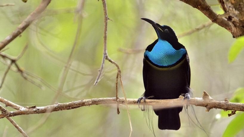 the researchers draw inspiration from the ultrablack feathers of the magnificent riflebird