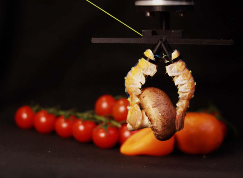 recycle food waste machines