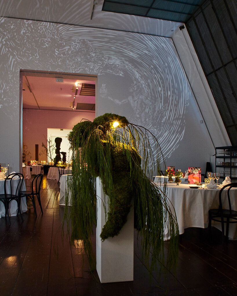 taubenkobel vogelfrei