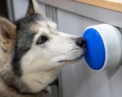 wireless button allows dogs to control home appliances on their own