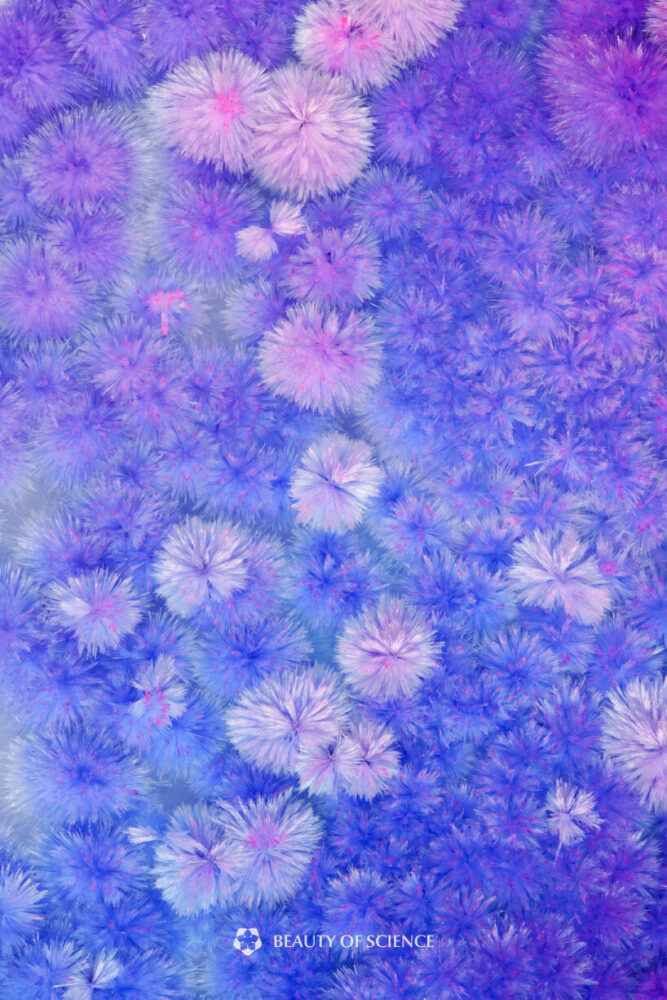 Velvet Dew of Starry Ford