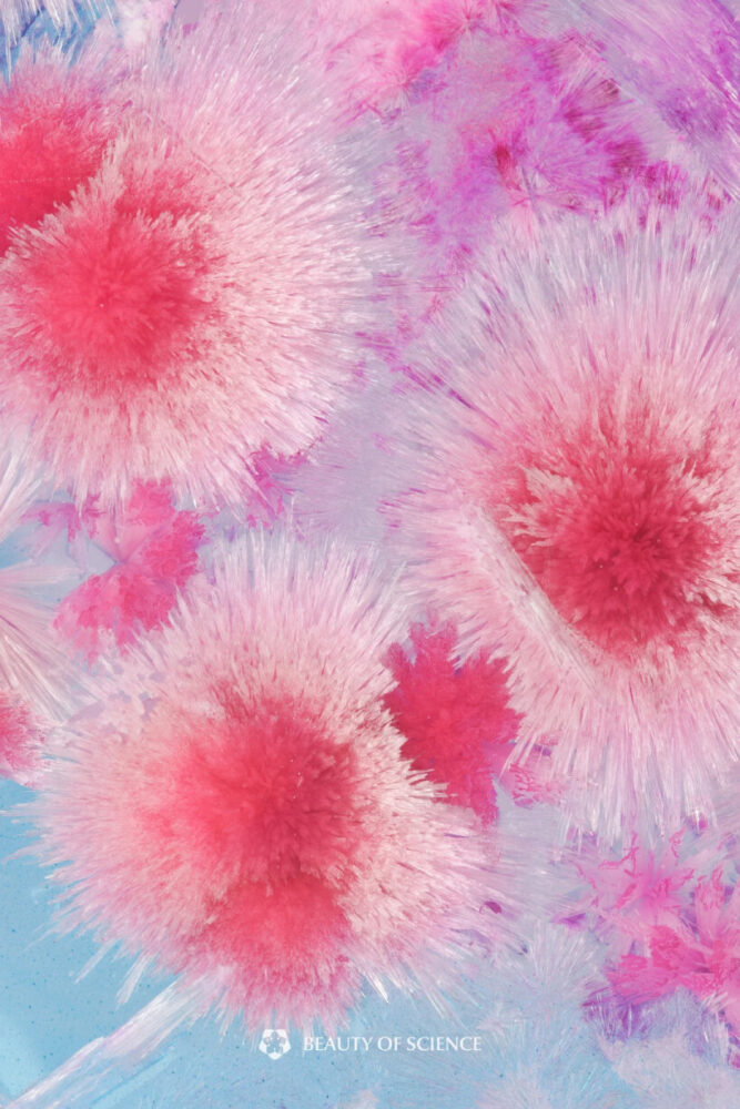 Night Tide Falling Petals