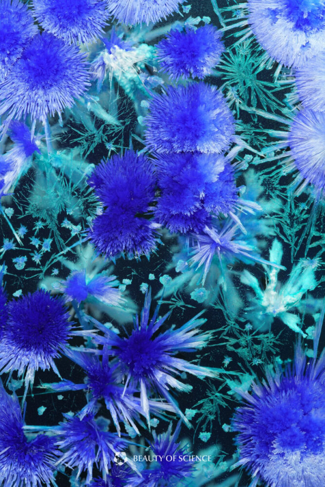 detailed view of Icebound Duckweed