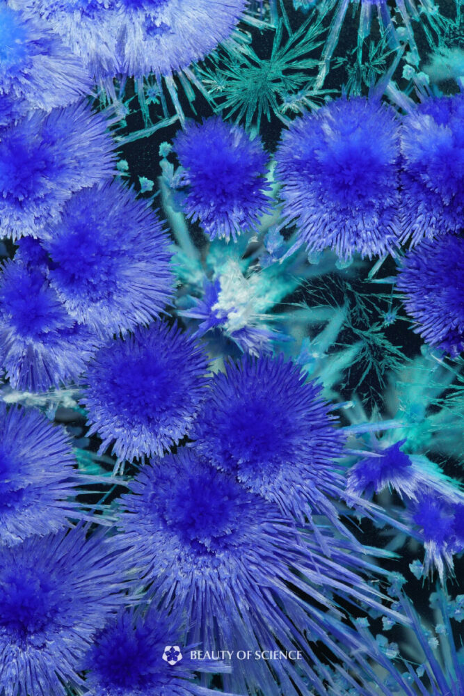 detailed view of Icebound Duckweed