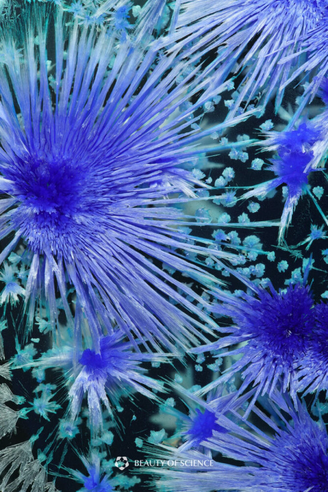 detailed view of Icebound Duckweed