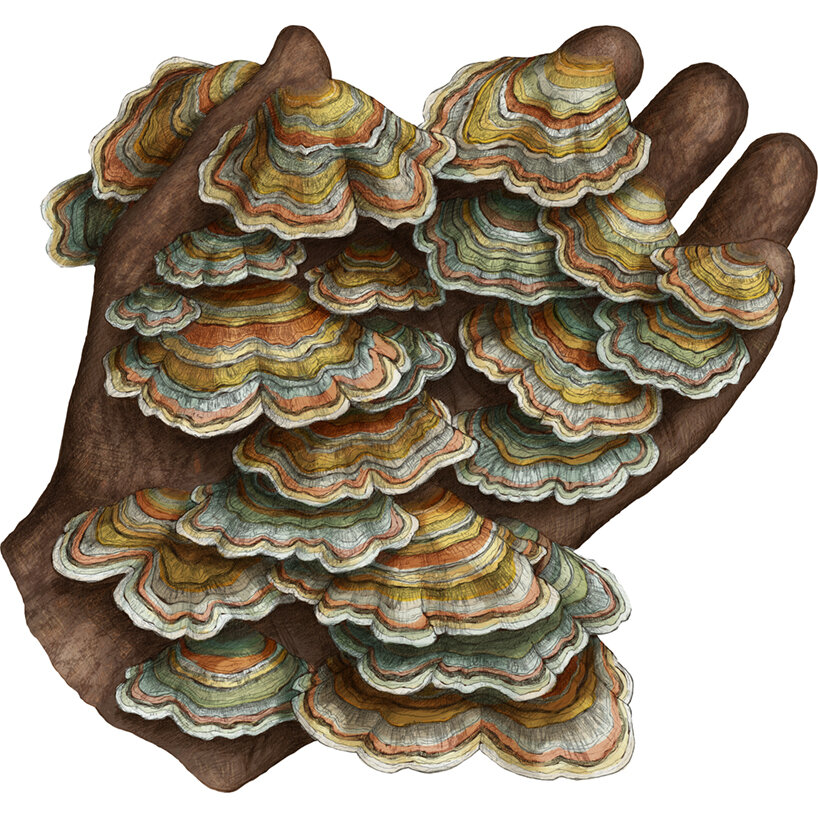 template drawing of the hand with fungi brackets that are inspired by the species Trametes Versicolor
