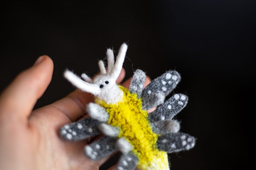 Cyerce antillensis (Engel, 1927)