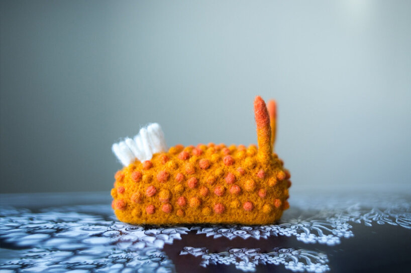 Acanthodoris lutea (MacFarland, 1925)