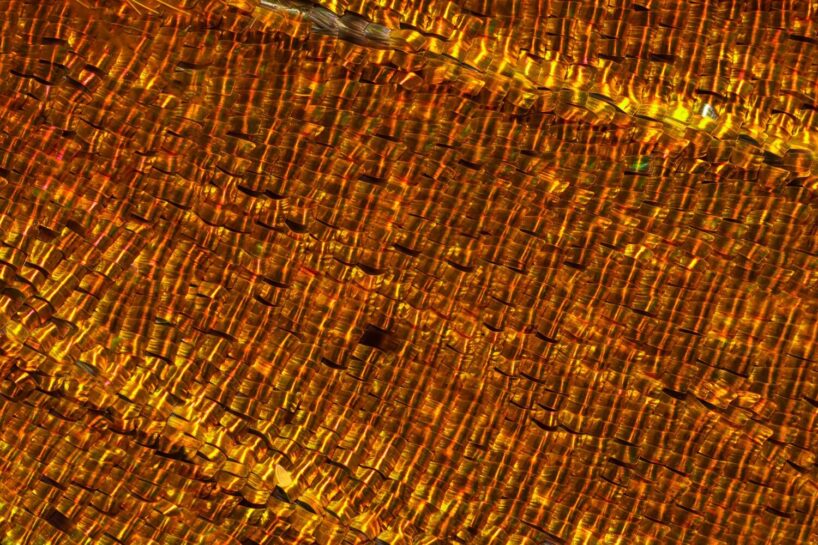 Madagascan Sunset Moth