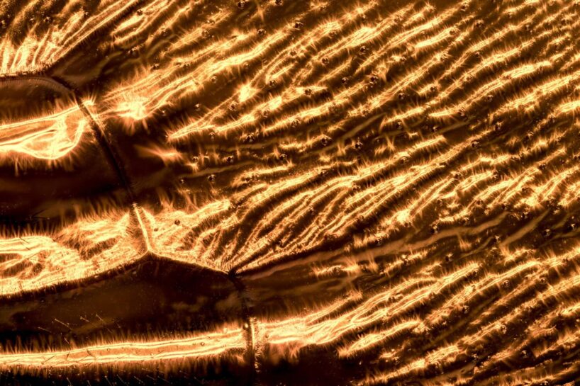 Megascolia Velutina Ducalis