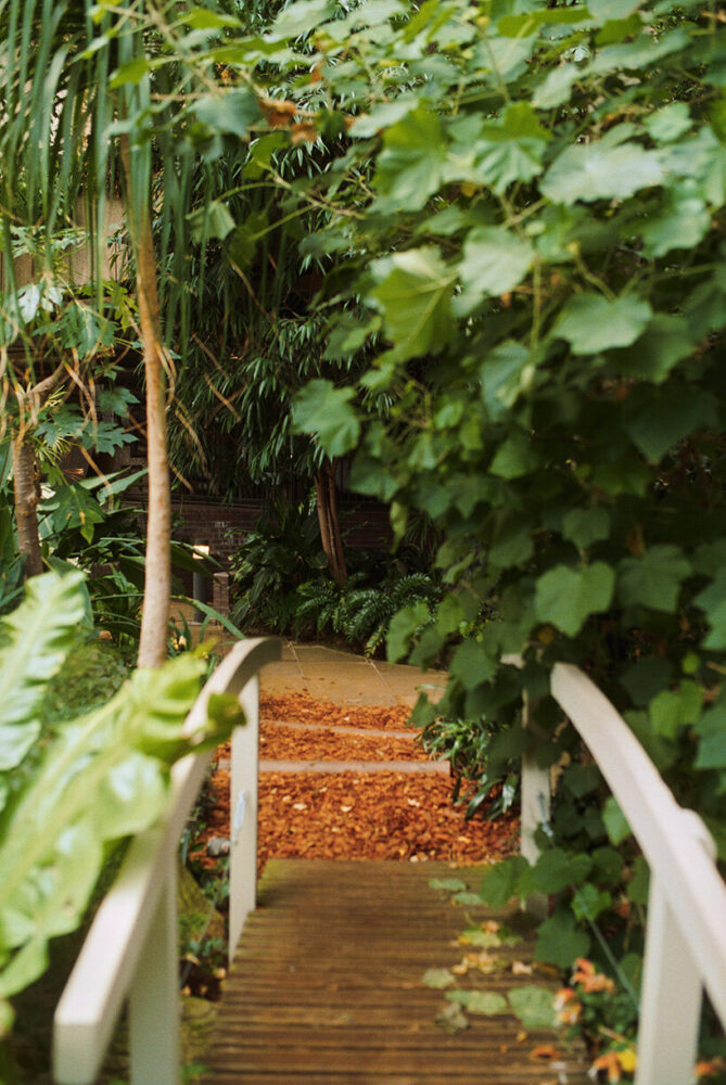 a small bridge crosses dense undergrowth