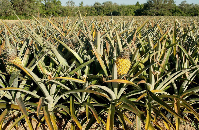 pineapple plantation in Prachuap Khiri Khan, Thailand